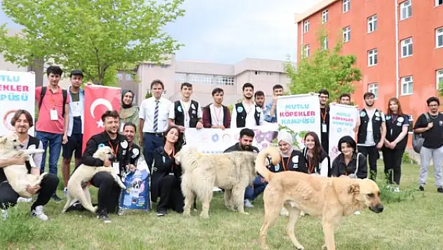 'Mutlu Köpekler Kampüsü' ile sahipsiz hayvanlar yuvaya kavuştu