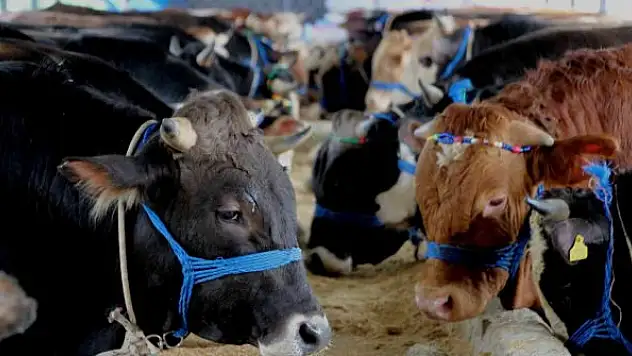 Kurbanlıklarda bu yıl pazarlıklar kızışacak