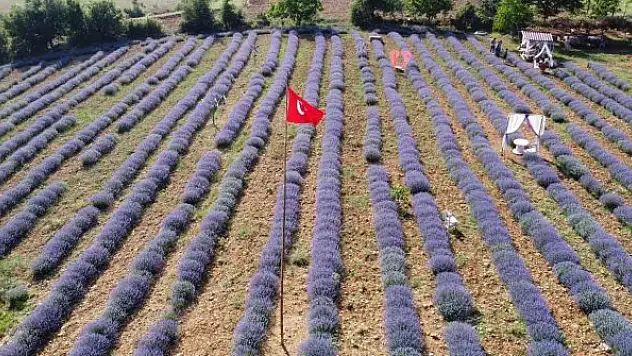 Mor tarlaların hanımağaları