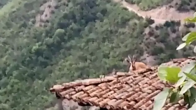 Dağ keçisi bu kez çatıya çıktı
