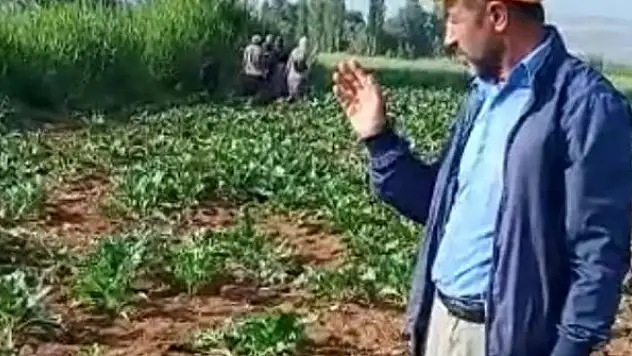 Yaban domuzları çiftçilerin korkulu rüyası oldu