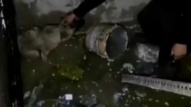 Asansör boşluğuna düşen köpeğin imdadına bekçiler yetişti