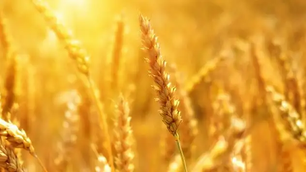 Yurt dışına buğday satışı iddiasına çiftçilerden yalanlama