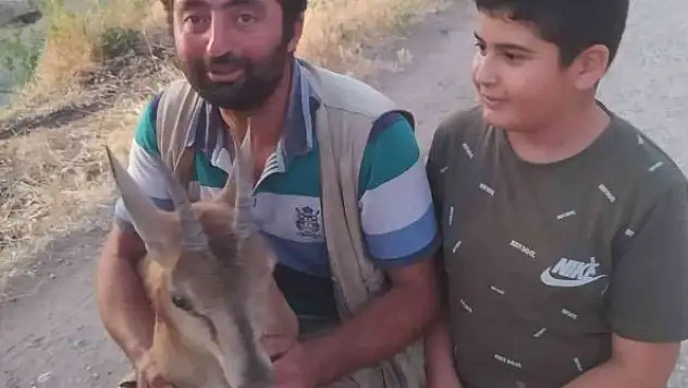Köpeklerin saldırısına uğrayan yavru dağ keçisini vatandaşlar kurtardı