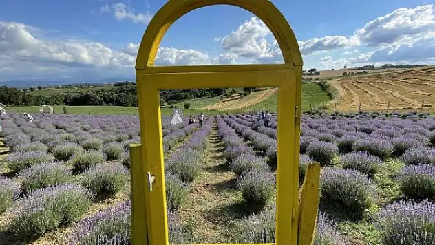 Tarlasının 5 dönümünü lavanta bahçesine çevirdi, ilgi odağı oldu