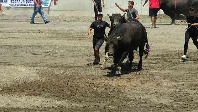 Hızını alamayan kızgın boğa sahibini öldürüyordu