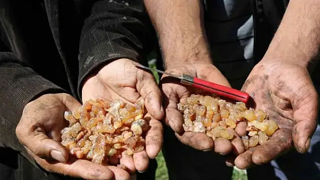 Hasta eşinin tedavisi için sakız toplayıp satıyor