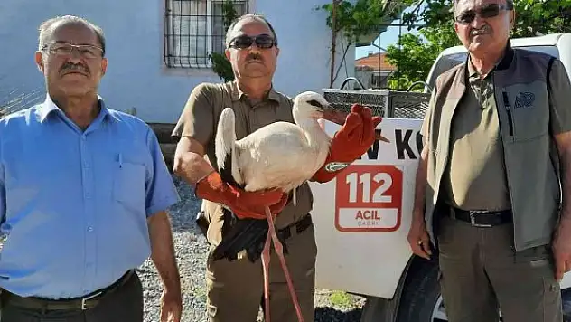 Yaralı leylek ve yavru kerkenez emin ellerde