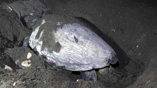 Sahile yumurta bırakan caretta carettalar dronla takip ediliyor