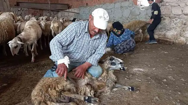O ilçede koyunlar asırlardır aynı yöntemle kırkılıyor