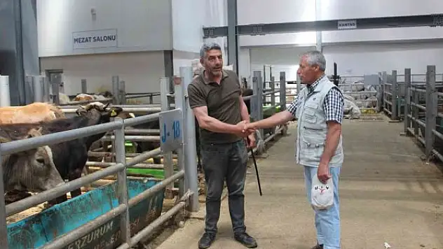 Kurban Bayramı öncesi satıcılar hayvan pazarında yerini aldı