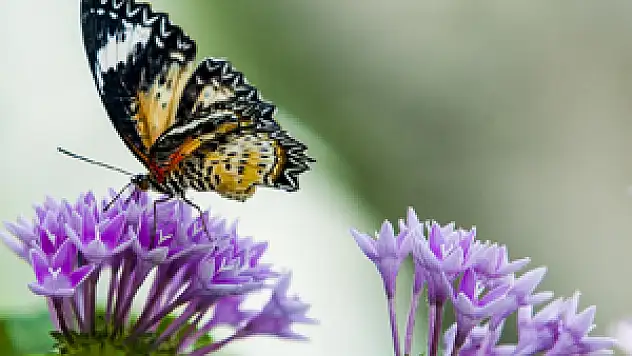 Konya Tropikal Kelebek Bahçesi'ne özel tur