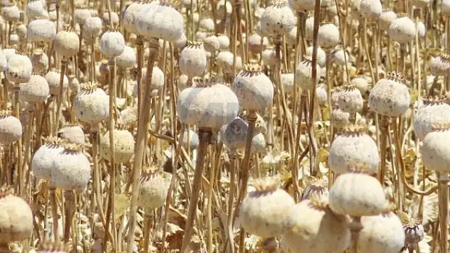 TMO'dan haşhaş kapsülü alım fiyatları hakkında açıklama