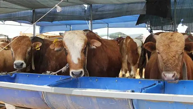 Kurbanlık hayvanlarda aranan yaş şartlarına dikkat