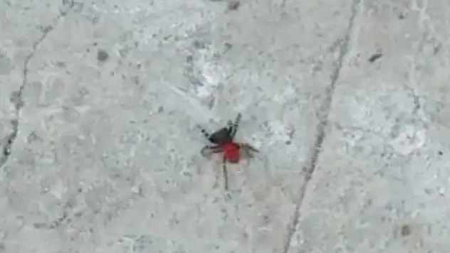 Zehirli uğur böceği örümceği yine görüldü