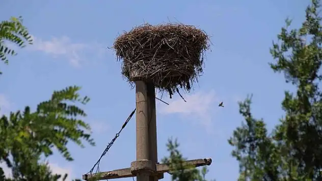 Elektrik direğine kurduğu yuva görenleri hayran bıraktı