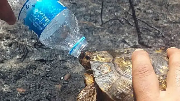 İtfaiyecilerden kaplumbağaya can suyu