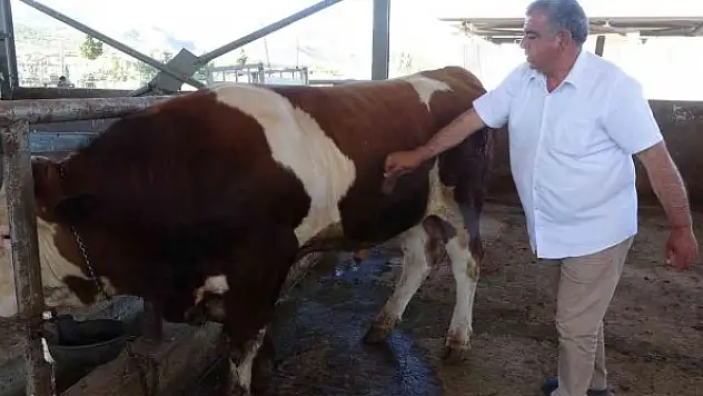 Kral' tosun alıcısını bekliyor