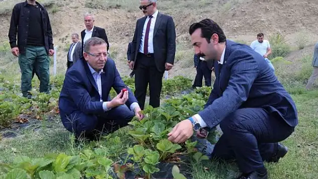 10 köyde çilek bahçeleri kurulacak
