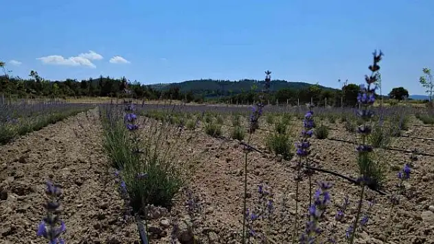 Mesire Alanında lavantalar çiçek açtı
