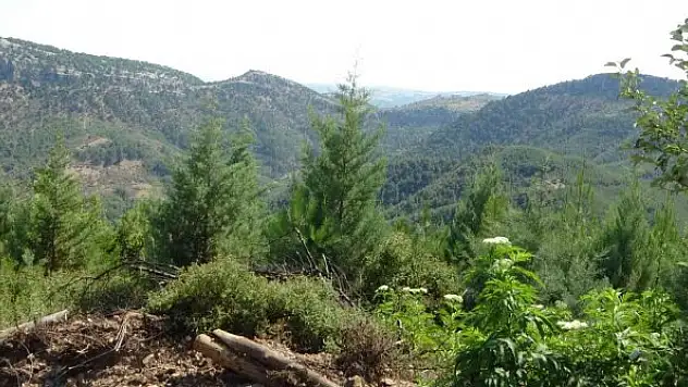 10 yıl önce yanan alan yeniden ormana dönüştü