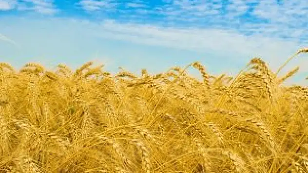 Yağışlar hububatta verimi olumsuz etkiledi