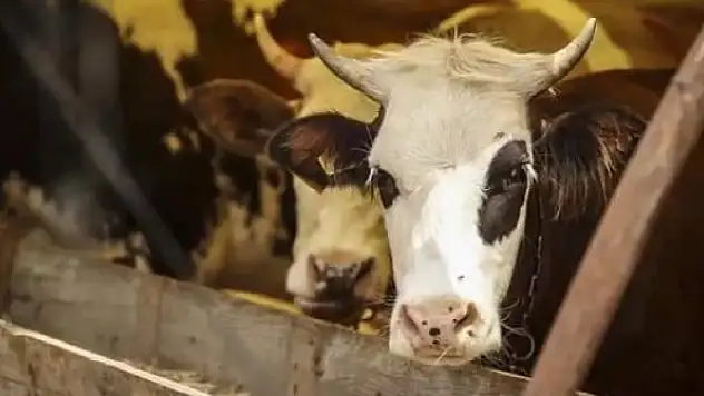 İnternetten kurbanlık alacaklara uyarı