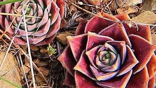 Hasret çiçeğinin şaşırtan hikayesi