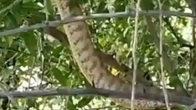 Türkiye'nin en zehirli yılanı