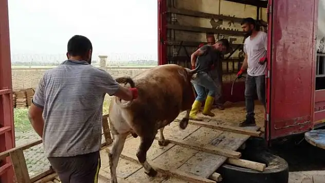 Kurbanlık sevkiyatı başladı