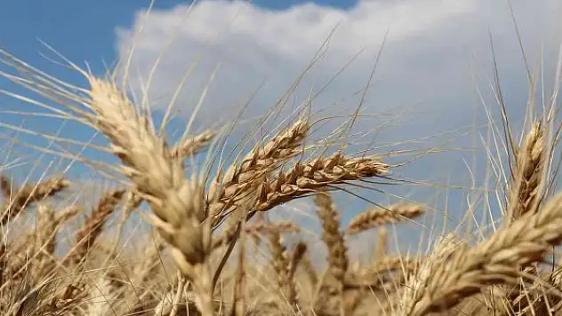Stratejik konuma sahip buğdayda hasat dönemi