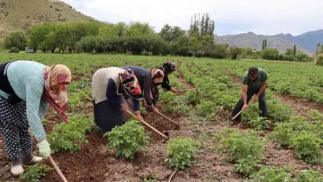 Tarlada çapalama işin eğlenceye çeviriyorlar