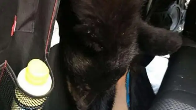 Sıcaklık 60 dereceye çıktı: Arabada yiyecek arayan ayı öldü