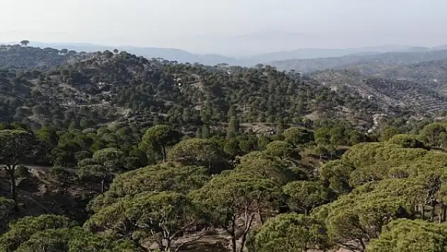 Çam ağaçlarından adeta dolar yağdı