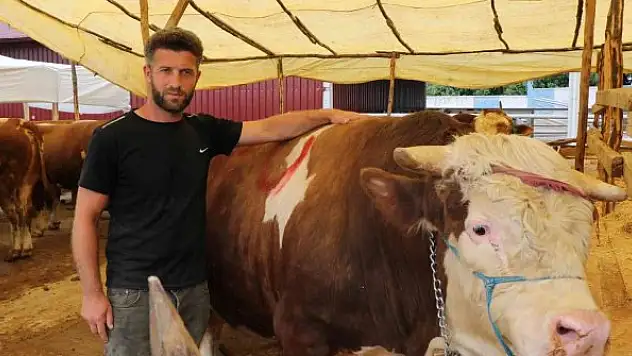 Kurban pazarının gözdesi 1,3 tonluk tosun