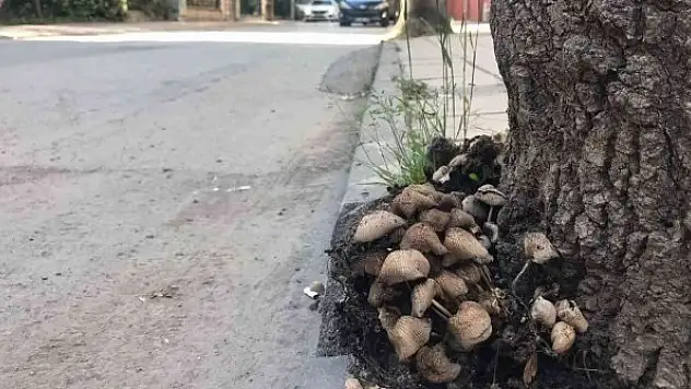 Şehir merkezi mantarlarla doldu