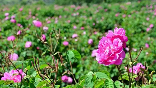 Yağlık gül hasadı başladı