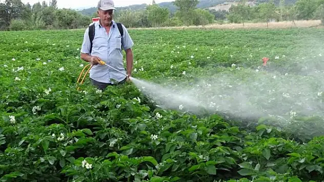Kiraladığı patates tarlasından 90 ton ürün bekliyor