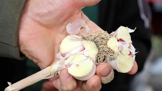 Doğal antibiyotik, fiyatı artmayıp düşen tek sebze oldu