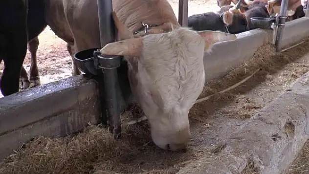 Kurbanlık alacaklara uzmanından uyarı