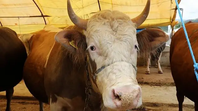 Kurbanlıklar görücüye çıktı