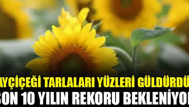 Ayçiçeği tarlaları yüzleri güldürdü: Son 10 yılın rekoru bekleniyor