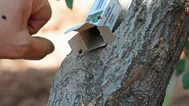 Narenciye ve nar ağaçlarını avcı böcek koruyacak