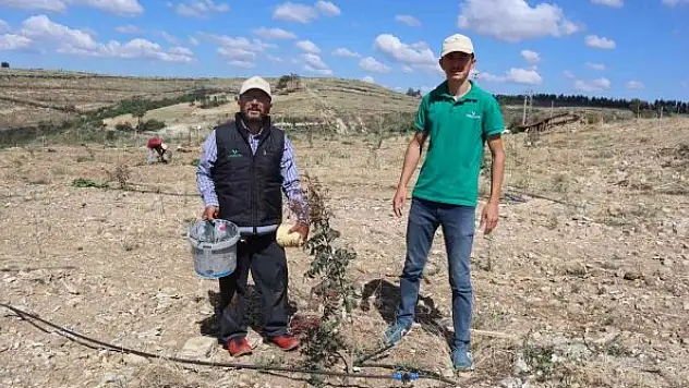 Boş araziler Antep Fıstığı bahçelerine dönüyor