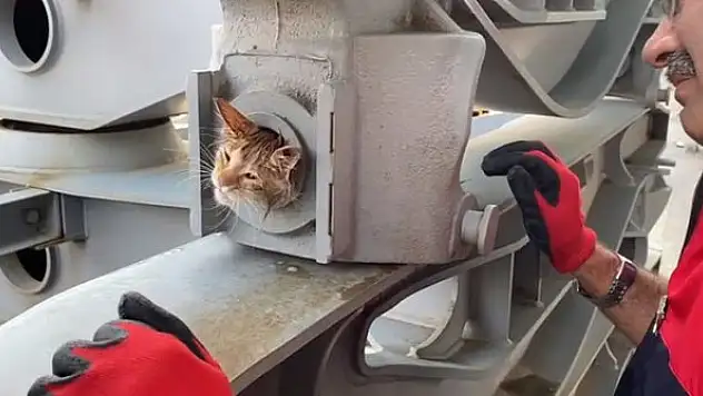 Vagon bojisine sıkışan kediyi itfaiye 'zeytinyağı' ile kurtardı