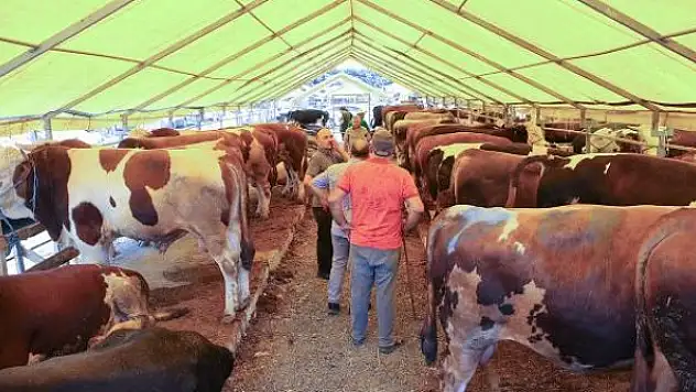 Bayram yaklaştı: İşte pazarlardaki kurbanlık fiyatları...