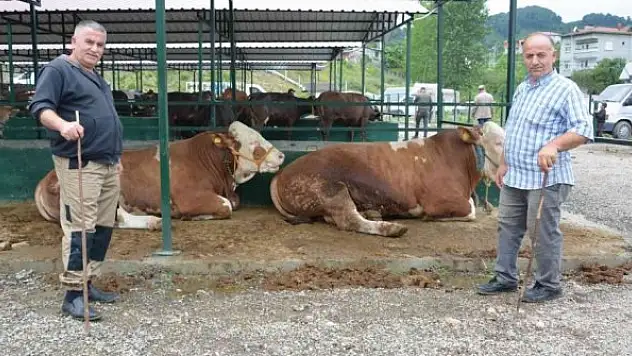 İkinci el araç fiyatına kurbanlıklar satışta