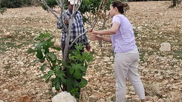 İncir ağaçlarında 'teke böceği' alarmı