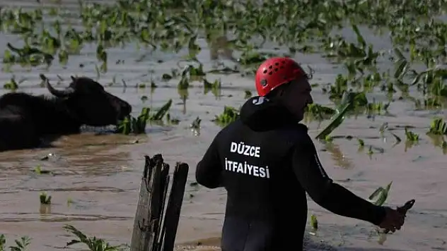 Selde mahsur alan hayvanlar kurtarıldı