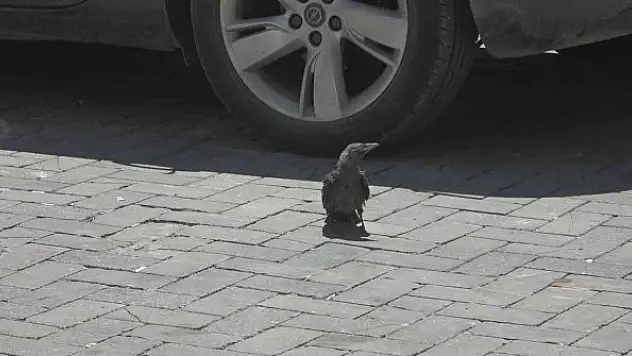 Yavru kargayı kurtarmak için esnaf seferber oldu